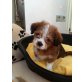 Shih Tzu und Chihuahua-Mix Welpen - Rüde