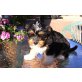 Shih Tzu und Kleinhundmix Welpen - Hündin