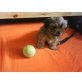 Shih tzu/Pekinese Welpen - Rüde