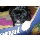 Shih-tzu mix - Rüde