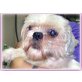 Shihi, Shi Tzu Mix - Hündin