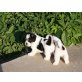 Shihi Tzu x Jack Russel Welpen - Rüde