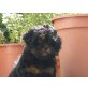 Shihpoo Babys , ähnlich wie Maltipoo- Havapoo - Rüde