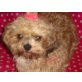 Shihpoo - Hündin