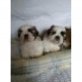 Shihtzu WELPEN THIES AR Gerade Qualitäts, Shikoku - Rüde