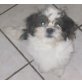 Shihtzu x Jackrussel - Rüde
