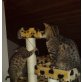 Shika, Bengalkatze - Katze