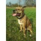 Shiko, Stafford-Schäferhund - Rüde