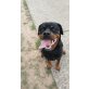 Shila, Rottweiler - Hündin