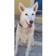 Shila, Schäferhund-Mix - Hündin