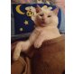 Shin, Shin, 3 Jahre, die traurige Schönheit - Kater