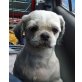 Shiny, Shi Tzu-Mischlingshündin - Hündin