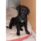 Shira, Labrador Retriever Welpen - Hündin