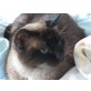 Shirin, sprechende ältere Dame - Katze