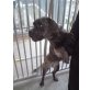 Shirley, Boxer - Hündin