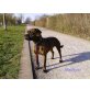 Shirley, Boxer Maus sucht Zuhause - Hündin