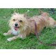 Shirley, Norwich-Terrier/Chihuahua - Hündin
