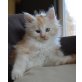 Shirocco, Maine Coon - Kater