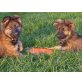 Shiva, Altdeutsche Schäferhunde Welpen - Hündin