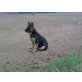 Shiva, Deutscher Schäferhund - Hündin
