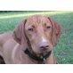 Shiva, Magyar Vizsla - Hündin