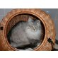 Shiva, Maine Coon - Kater