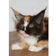 Shiva, Maine Coon - Katze