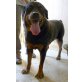 Shiva, Rottweiler-Mix - Hündin