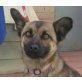 Shoiva, kleiner Schäferhund Mix - Hündin