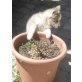 Shorty Bull Welpen - Hündin