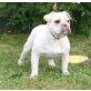 Shorty Bull Welpen - Rüde