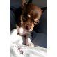 Shorty, Chihuahua kurzhaariger Schlag - Hündin