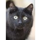 Shorty, Kulleraugen-Alarm - Kater