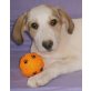 Shorty, Mischling Welpen - Rüde