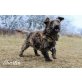 Shorty, Terrier-Mischling - Rüde