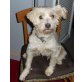 Shorty, Westie-Pudel-Mix - Rüde