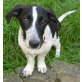 Shorty, griechischer Mischling - klein - - Rüde