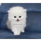 Show Kitten - Katze