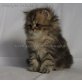 Show Kitten - Katze