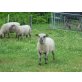 Shropshire - weiblich