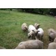 Shropshire - weiblich