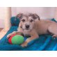 Shun, Borderterriermix Welpen - Rüde