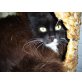 Shy, Europäisch Kurzhaar - Katze