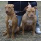 Shy, REDNOSE PITBULL - Hündin
