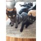 Siam/BKH/Hauskatze - Katze