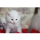 Siam-Birma - Kater