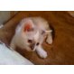 Siam-Bkh - Katze