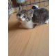 Siam-Britisch kurzhaar Mix - Katze