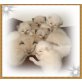  ¾ Siam Cinnamon - Siam Perser - Katze