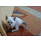 Siam Heilige Birma Siam Thai + Siam Blue Poin - Katze